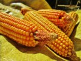 /album/fotogaleria-inicio/a13905088441-408e634ae3-b-jpg/